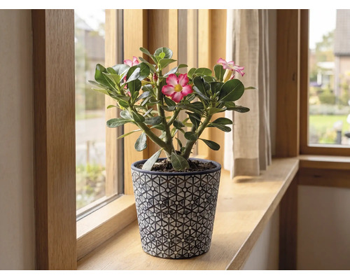 Blommande ökenros Adenium i en dekorativ kruka på en fönsterbräda av trä.