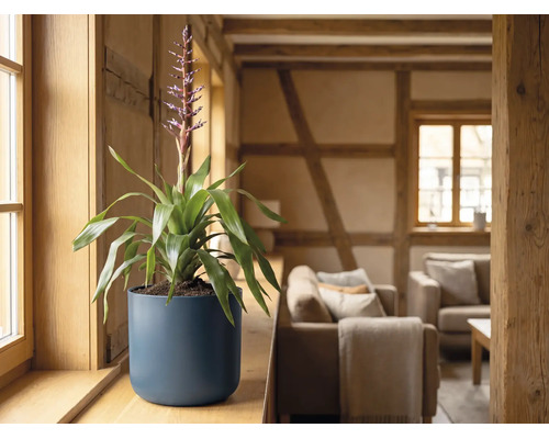 Blommande bromelia i en mörkblå rund ytterkruka på en fönsterbräda i trä i ett ljust, rustikt vardagsrum.