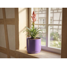 Bromelia med röd blomma i lila blomkruka på en fönsterbräda av trä framför ett fönster.