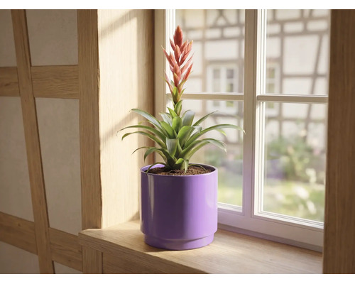 Bromelia med röd blomma i lila blomkruka på en fönsterbräda av trä framför ett fönster.