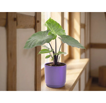 Alocasia rumsväxt med stora gröna blad i en lila keramikkruka på en fönsterbräda av trä i ett ljust rum.