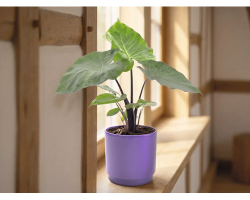 Alocasia rumsväxt med stora gröna blad i en lila keramikkruka på en fönsterbräda av trä i ett ljust rum.