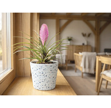 Tillandsia cyanea i en kruka av terrazzo på en fönsterbräda av trä i ett ljust vardagsrum.