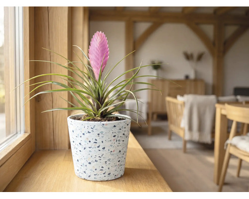 Tillandsia cyanea i en kruka av terrazzo på en fönsterbräda av trä i ett ljust vardagsrum.