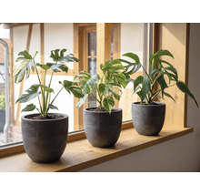 Tre Monstera-växter i mörkgrå blomkrukor på en fönsterbräda av trä i ett ljust rum.