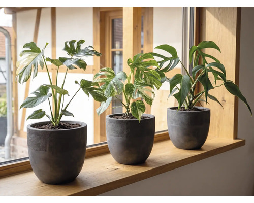 Tre Monstera-växter i mörkgrå blomkrukor på en fönsterbräda av trä i ett ljust rum.