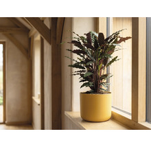 Calathea inomhusväxt i gul blomkruka på en fönsterbräda av trä i ett ljust rum.