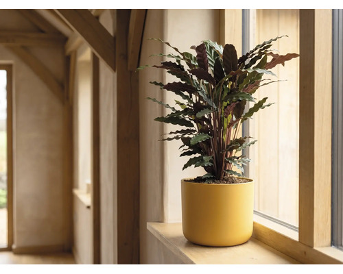 Calathea inomhusväxt i gul blomkruka på en fönsterbräda av trä i ett ljust rum.