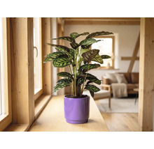 Calathea krukväxt i en lila ytterkruka på en fönsterbräda i trä i ett ljust, modernt inrett vardagsrum.