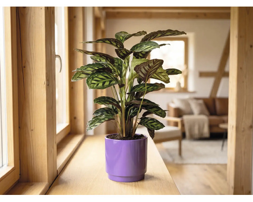 Calathea krukväxt i en lila ytterkruka på en fönsterbräda i trä i ett ljust, modernt inrett vardagsrum.