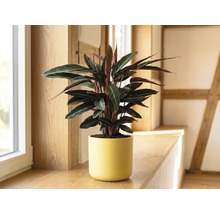 Calathea inomhusväxt i en gul keramikkruka på en fönsterbräda av trä i ett ljust rum.