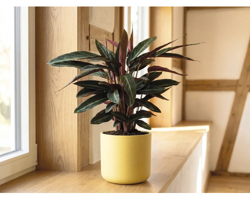 Calathea inomhusväxt i en gul keramikkruka på en fönsterbräda av trä i ett ljust rum.