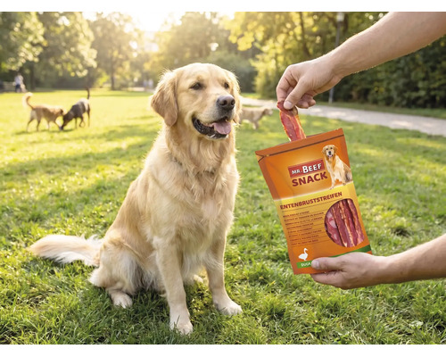 En Golden retriever som sitter på en gräsmatta matas med en ankbröststrimla från Mr. Beef Snack ur förpackningen.