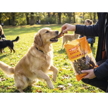 En Golden retriever får ett hundgodis från en förpackning Mr. Beef Snack hundsnacks utomhus i en park.