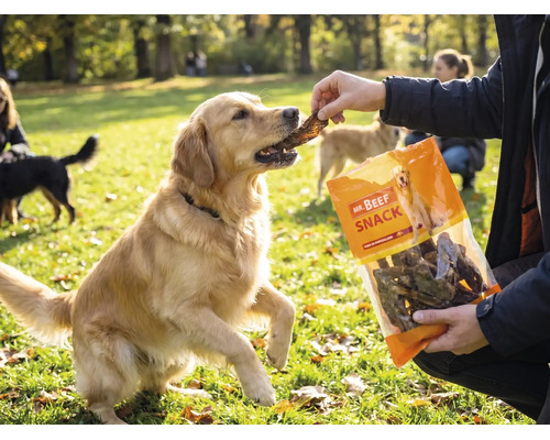En Golden retriever får ett hundgodis från en förpackning Mr. Beef Snack hundsnacks utomhus i en park.