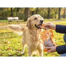 En Golden Retriever matas med ett Mr. Beef Snack i en ljus park.