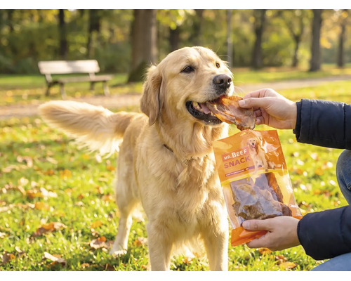 En Golden Retriever matas med ett Mr. Beef Snack i en ljus park.