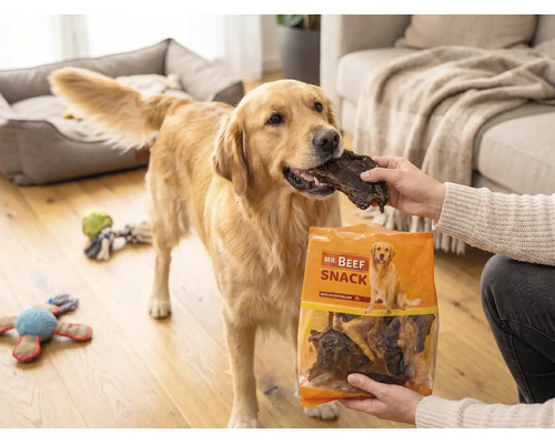 En Golden Retriever matas med ett torkat köttgodis från en påse Mr. Beef Snack i ett vardagsrum.