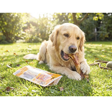 Golden retriever tuggar på ett tuggben i en trädgård, bredvid en förpackning hundgodis på gräset.