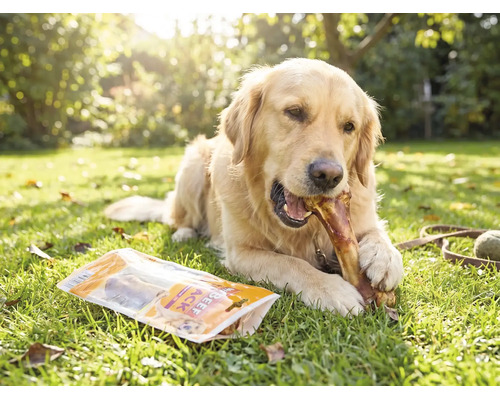 Golden retriever tuggar på ett tuggben i en trädgård, bredvid en förpackning hundgodis på gräset.