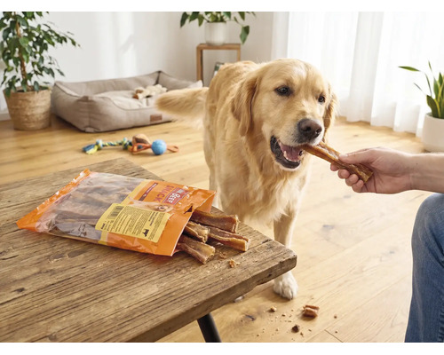 En Golden Retriever i ett ljust vardagsrum får ett Mr. Beef-godis ur handen. Förpackningen ligger på ett träbord.
