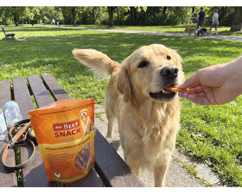 "En Golden Retriever matas med Mr. Beef Snack kycklingbröstfilé i en park
