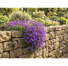 Aubrietia med lila blommor som växer kaskadartat över en mur av natursten i en trädgård.