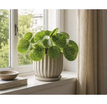 Parasollplant Pilea peperomioides i en räfflad keramikkruka på en ljus fönsterbräda bredvid en gardin.