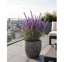 Stor grå kruka i stenlook med blommande lila perovskia på en modern takterrass med plattor.