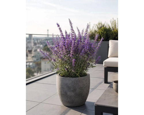 Stor grå kruka i stenlook med blommande lila perovskia på en modern takterrass med plattor.