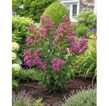 Blommande Lagerstroemia med rosa blommor i en trädgårdsrabatt med mörk täckbark.