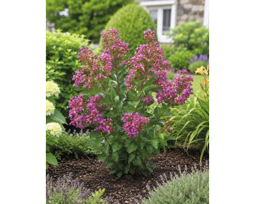 Blommande Lagerstroemia med rosa blommor i en trädgårdsrabatt med mörk täckbark.