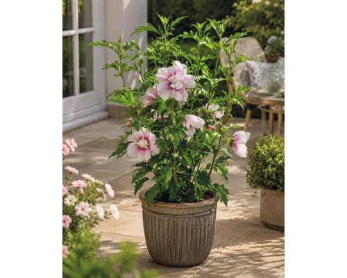 Blommande frilandshibiskus i en dekorativ kruka på en ljus terrass med gröna blad och ljusa blommor.