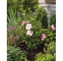 Frilandshibiskus Hibiscus syriacus med fyllda ljusrosa blommor i en trädgårdsrabatt med täckbark.