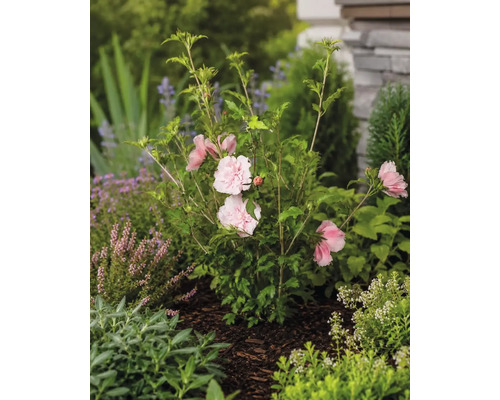 Frilandshibiskus Hibiscus syriacus med fyllda ljusrosa blommor i en trädgårdsrabatt med täckbark.