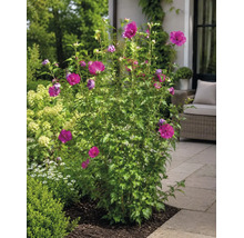Blommande frilandshibiskus med magentafärgade blommor på en stenlagd uteplats i en trädgård.