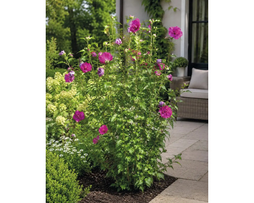 Blommande frilandshibiskus med magentafärgade blommor på en stenlagd uteplats i en trädgård.