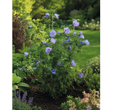 Blommande frilandshibiskus Hibiscus syriacus med violettblå blommor i en ljus trädgårdsrabatt.