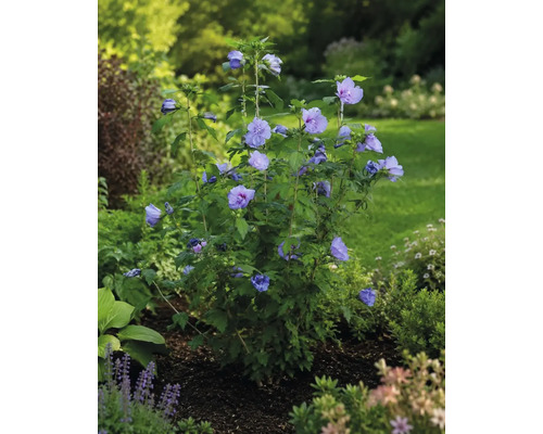 Blommande frilandshibiskus Hibiscus syriacus med violettblå blommor i en ljus trädgårdsrabatt.