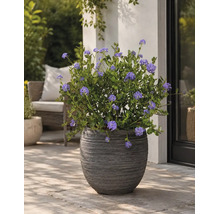 Strukturerad mörk blomkruka med blommande Ceanothus på en stenlagd terrass bredvid en vägg.