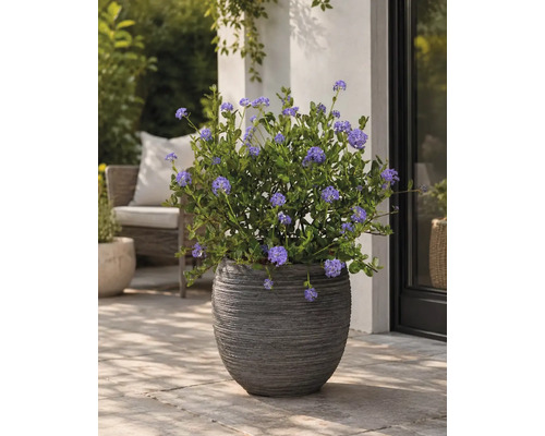 Strukturerad mörk blomkruka med blommande Ceanothus på en stenlagd terrass bredvid en vägg.