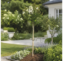 Vitblommande Lagerstroemia på stam, planterad i en ljus, organiserad trädgård med lavendel och täckbark.