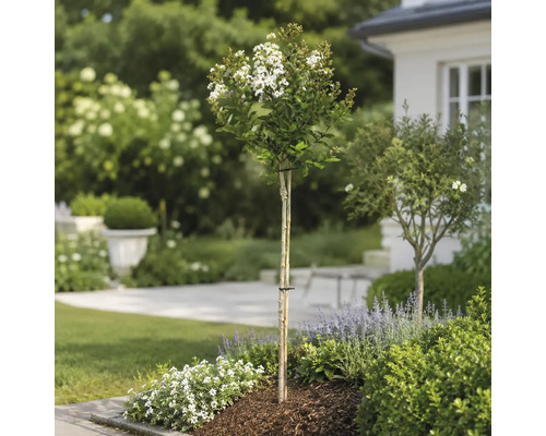 Vitblommande Lagerstroemia på stam, planterad i en ljus, organiserad trädgård med lavendel och täckbark.