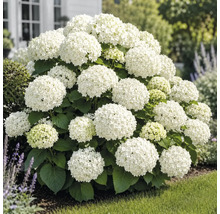 Vit hortensia i trädgården, blommande buske med stora blomklasar och gröna blad.