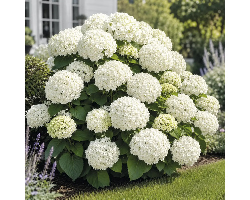 Vit hortensia i trädgården, blommande buske med stora blomklasar och gröna blad.