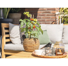 Ljus, organiserad trädgårdsterrass med en tomatplanta i en flätad kruka på ett träbord och utemöbler i bakgrunden.