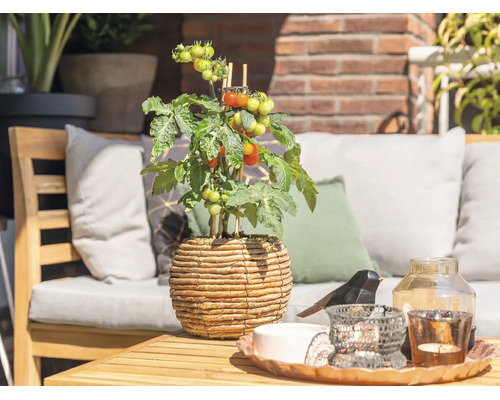 Ljus, organiserad trädgårdsterrass med en tomatplanta i en flätad kruka på ett träbord och utemöbler i bakgrunden.