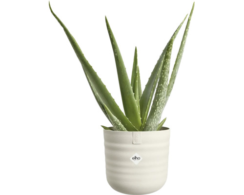 Aloe vera-växt i en ljus, räfflad kruka med elho logo.