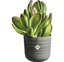 Suckulent i en grå, räfflad elho blomkruka med elho Logo. Krukväxt med breda, tjocka blad.