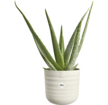 Aloe vera-växt i en ljus, räfflad kruka med elho logo.